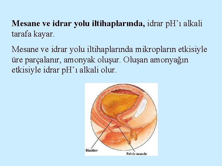 Mesane ve idrar yolu iltihaplarında, idrar p. H’ı alkali tarafa kayar. Mesane ve idrar