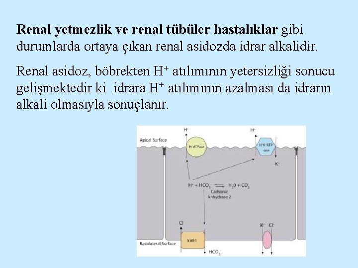 Renal yetmezlik ve renal tübüler hastalıklar gibi durumlarda ortaya çıkan renal asidozda idrar alkalidir.