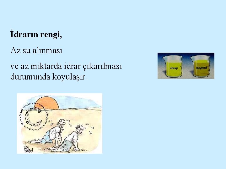 İdrarın rengi, Az su alınması ve az miktarda idrar çıkarılması durumunda koyulaşır. 
