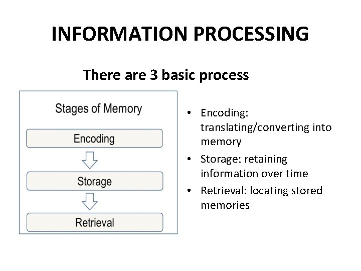 INFORMATION PROCESSING There are 3 basic process • Encoding: translating/converting into memory • Storage: