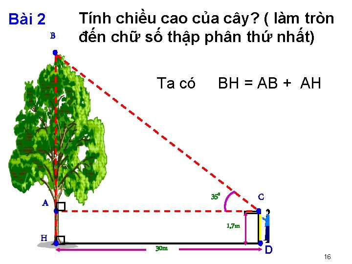 Bài 2 B Tính chiều cao của cây? ( làm tròn đến chữ số