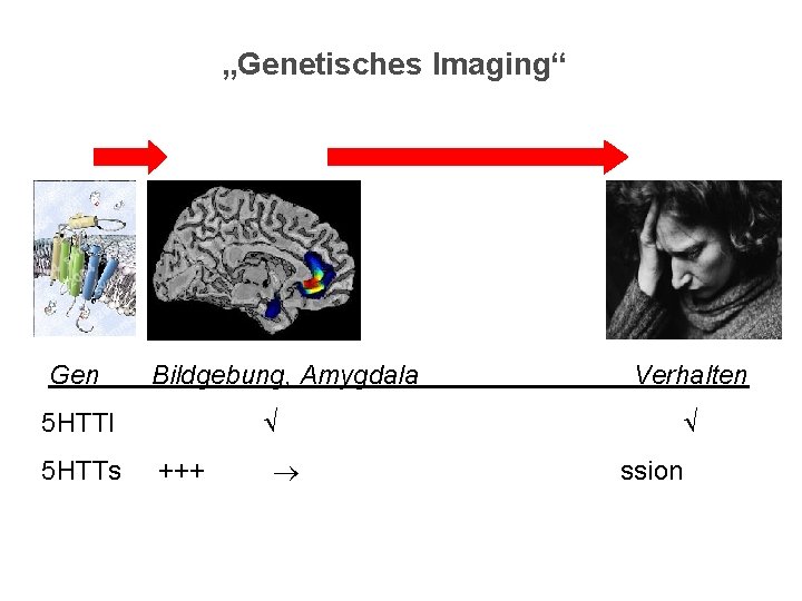 „Genetisches Imaging“ Gen Bildgebung, Amygdala 5 HTTl 5 HTTs +++ Verhalten Belastungen Depression 