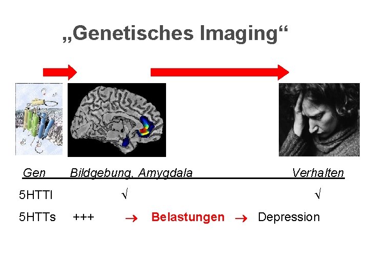 „Genetisches Imaging“ Gen Bildgebung, Amygdala 5 HTTl 5 HTTs +++ Verhalten Belastungen Depression 