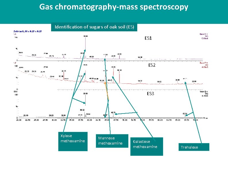 Gas chromatography-mass spectroscopy Identification of sugars of oak soil (ES) ES 1 ES 2 Gas chromatography-mass spectroscopy Identification of sugars of oak soil (ES) ES 1 ES 2