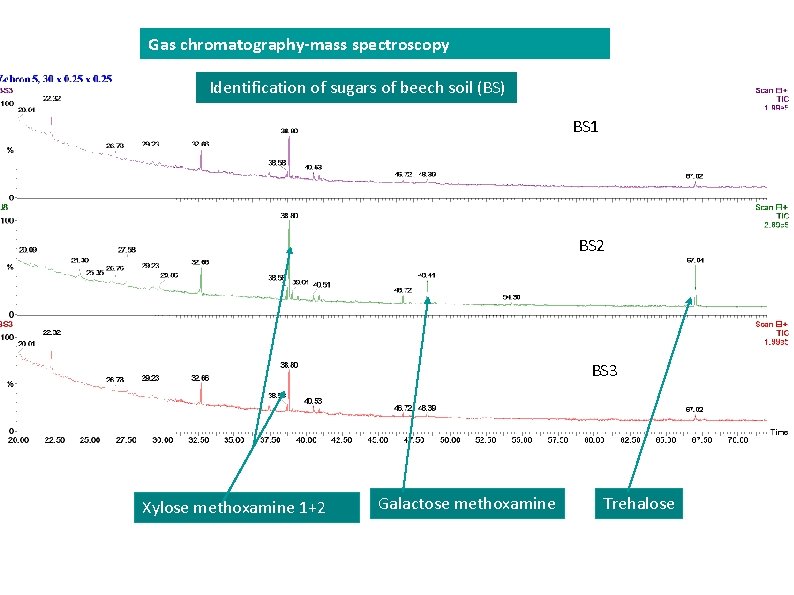 Gas chromatography-mass spectroscopy Identification of sugars of beech soil (BS) BS 1 BS 2 Gas chromatography-mass spectroscopy Identification of sugars of beech soil (BS) BS 1 BS 2