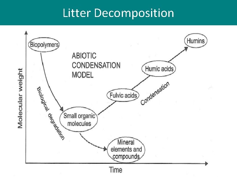 Litter Decomposition Litter Decomposition