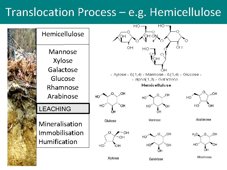 Translocation Process – e. g. Hemicellulose Mannose Xylose Galactose Glucose Rhamnose Arabinose LEACHING Mineralisation Translocation Process – e. g. Hemicellulose Mannose Xylose Galactose Glucose Rhamnose Arabinose LEACHING Mineralisation