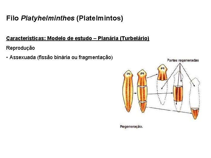 Filo Platyhelminthes (Platelmintos) Características: Modelo de estudo – Planária (Turbelário) Reprodução • Assexuada (fissão