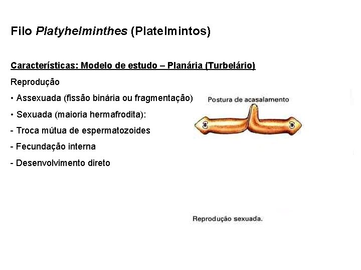 Filo Platyhelminthes (Platelmintos) Características: Modelo de estudo – Planária (Turbelário) Reprodução • Assexuada (fissão