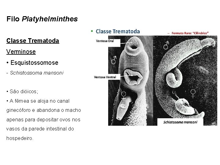 Platyhelminthes clase trematoda Platelminți, Platyhelminthes trematoda
