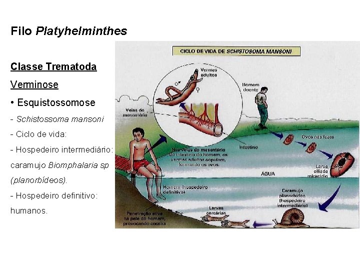 Filo Platyhelminthes Classe Trematoda Verminose • Esquistossomose - Schistossoma mansoni - Ciclo de vida:
