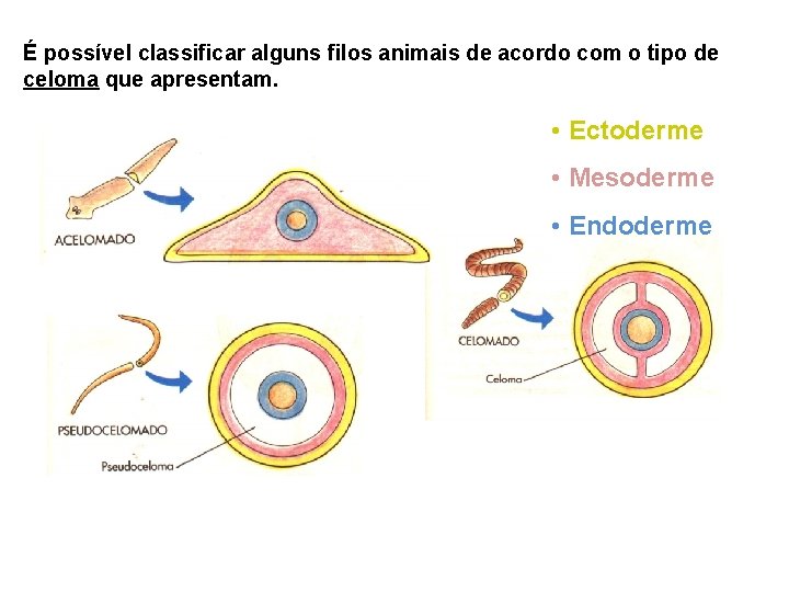 É possível classificar alguns filos animais de acordo com o tipo de celoma que