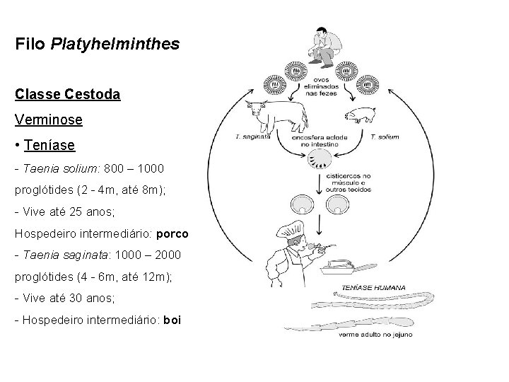 Filo Platyhelminthes Classe Cestoda Verminose • Teníase - Taenia solium: 800 – 1000 proglótides