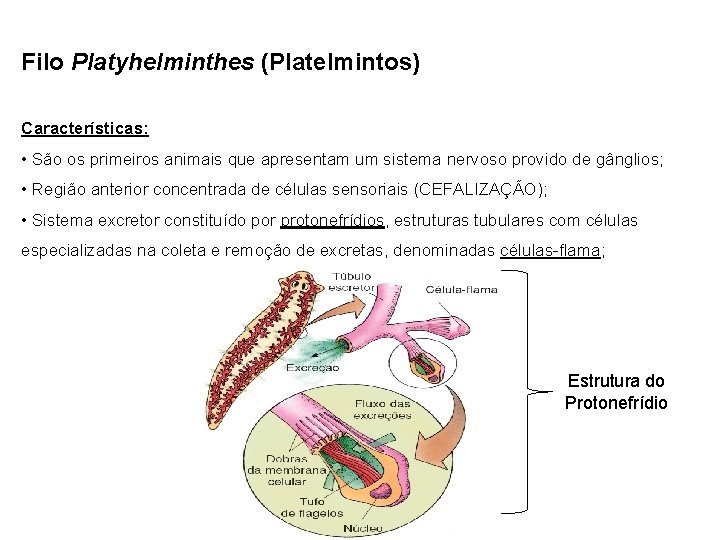Filo Platyhelminthes (Platelmintos) Características: • São os primeiros animais que apresentam um sistema nervoso