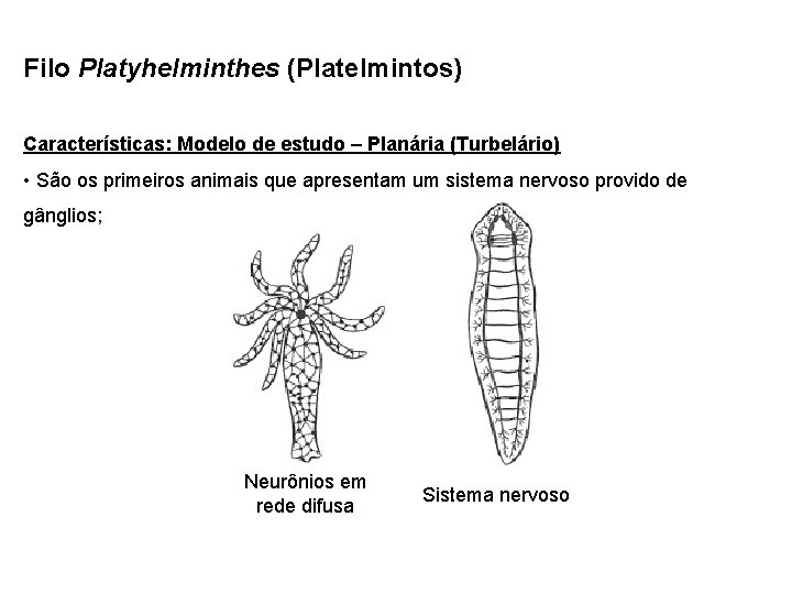 Filo Platyhelminthes (Platelmintos) Características: Modelo de estudo – Planária (Turbelário) • São os primeiros