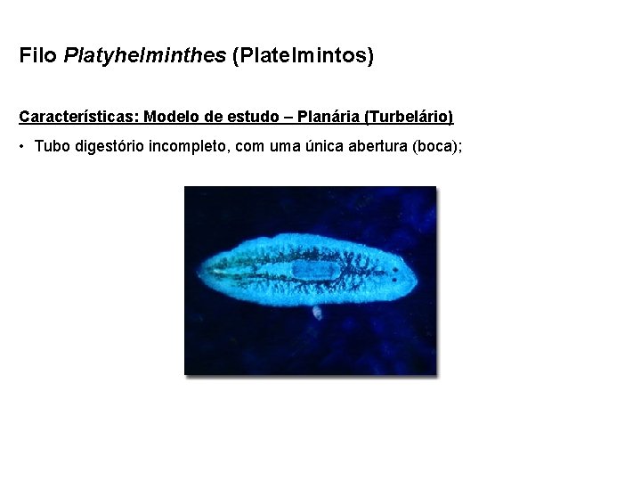 Filo Platyhelminthes (Platelmintos) Características: Modelo de estudo – Planária (Turbelário) • Tubo digestório incompleto,