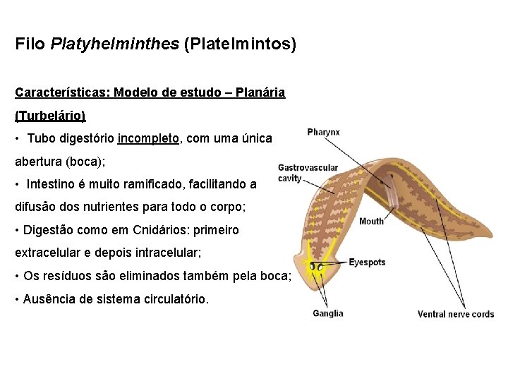 Filo Platyhelminthes (Platelmintos) Características: Modelo de estudo – Planária (Turbelário) • Tubo digestório incompleto,
