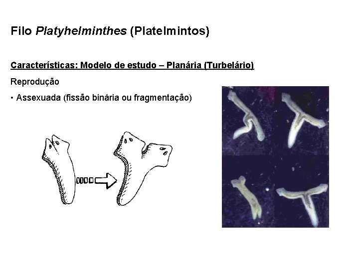 Filo Platyhelminthes (Platelmintos) Características: Modelo de estudo – Planária (Turbelário) Reprodução • Assexuada (fissão