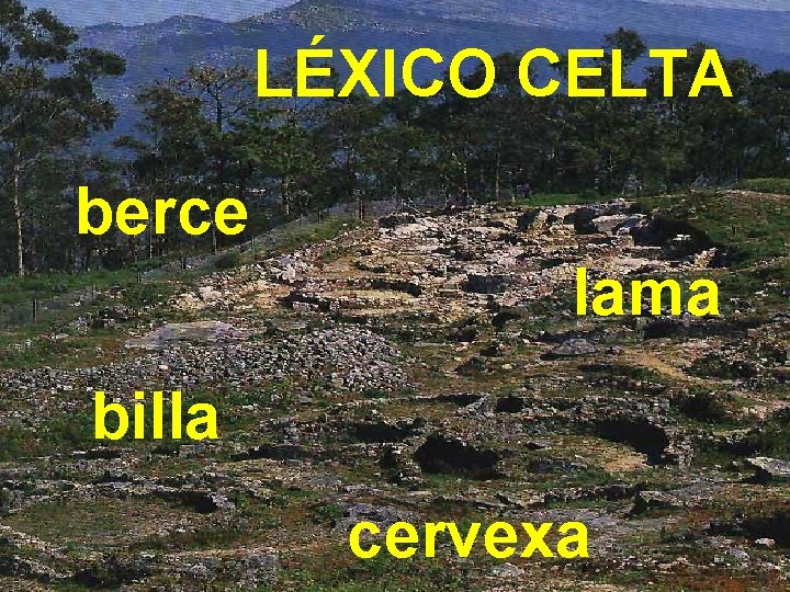 LÉXICO CELTA berce lama billa cervexa 