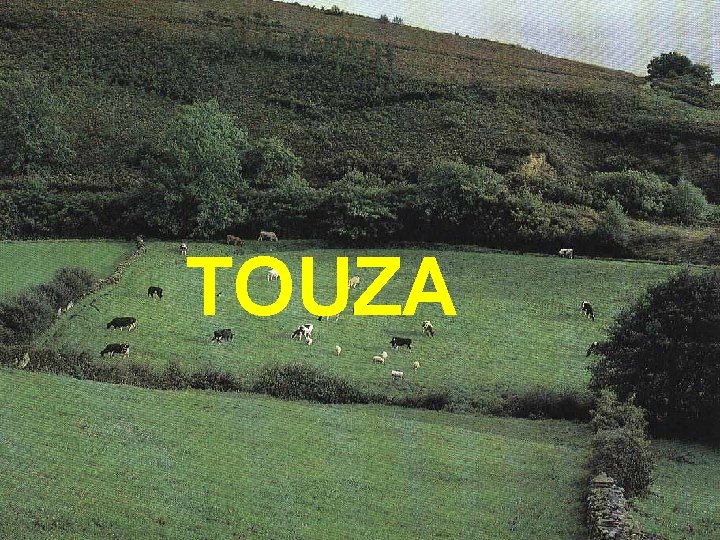 TOUZA 