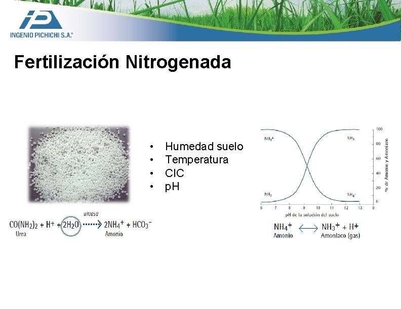 Fertilización Nitrogenada • • Humedad suelo Temperatura CIC p. H 