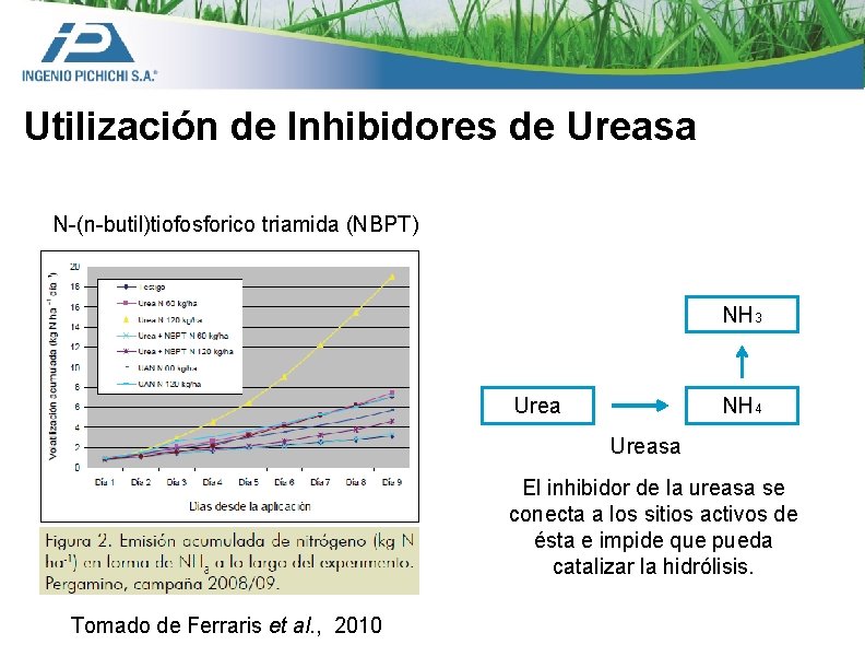 Utilización de Inhibidores de Ureasa N-(n-butil)tiofosforico triamida (NBPT) NH 3 Urea NH 4 Ureasa