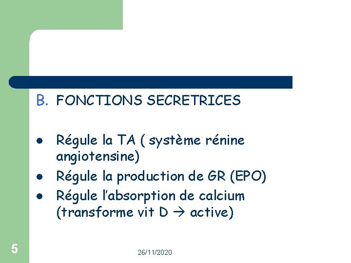B. FONCTIONS SECRETRICES l l l 5 Régule la TA ( système rénine angiotensine)