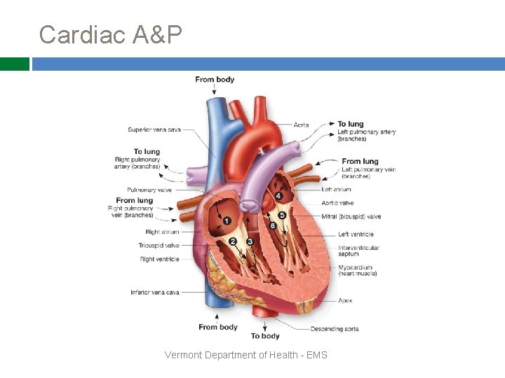 Cardiac A&P Vermont Department of Health - EMS 