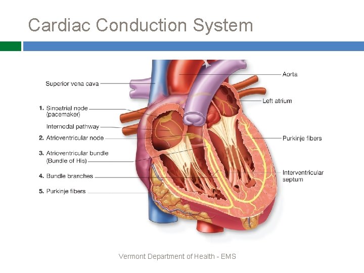 Cardiac Conduction System Vermont Department of Health - EMS 