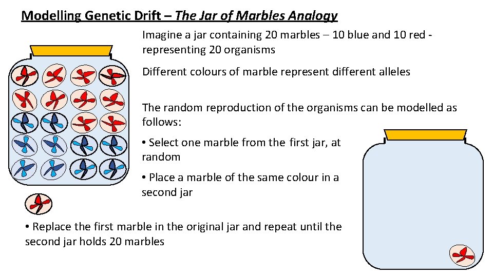 Modelling Genetic Drift – The Jar of Marbles Analogy Imagine a jar containing 20