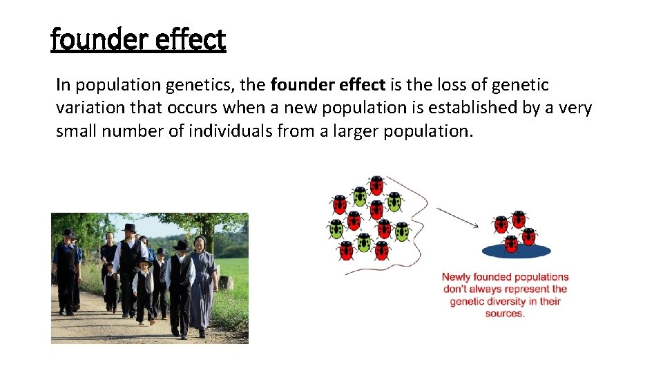 founder effect In population genetics, the founder effect is the loss of genetic variation