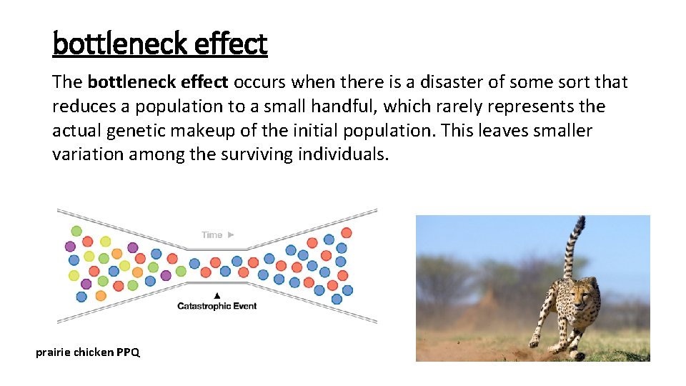 bottleneck effect The bottleneck effect occurs when there is a disaster of some sort