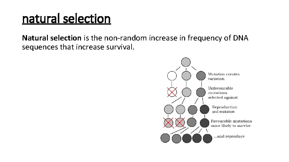 natural selection Natural selection is the non-random increase in frequency of DNA sequences that