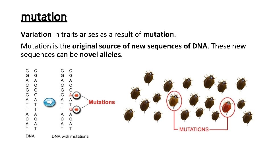 mutation Variation in traits arises as a result of mutation. Mutation is the original
