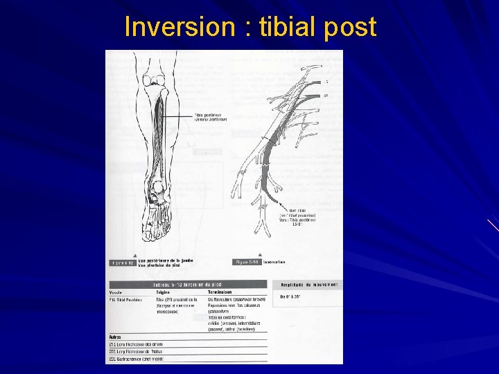 Inversion : tibial post 