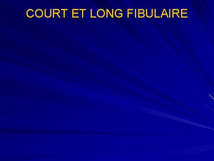 COURT ET LONG FIBULAIRE 