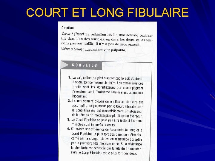 COURT ET LONG FIBULAIRE 