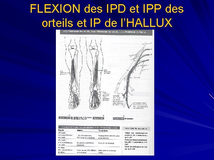 FLEXION des IPD et IPP des orteils et IP de l’HALLUX 