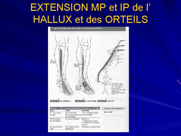 EXTENSION MP et IP de l’ HALLUX et des ORTEILS 