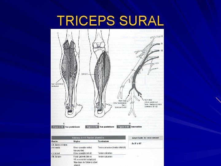 TRICEPS SURAL 