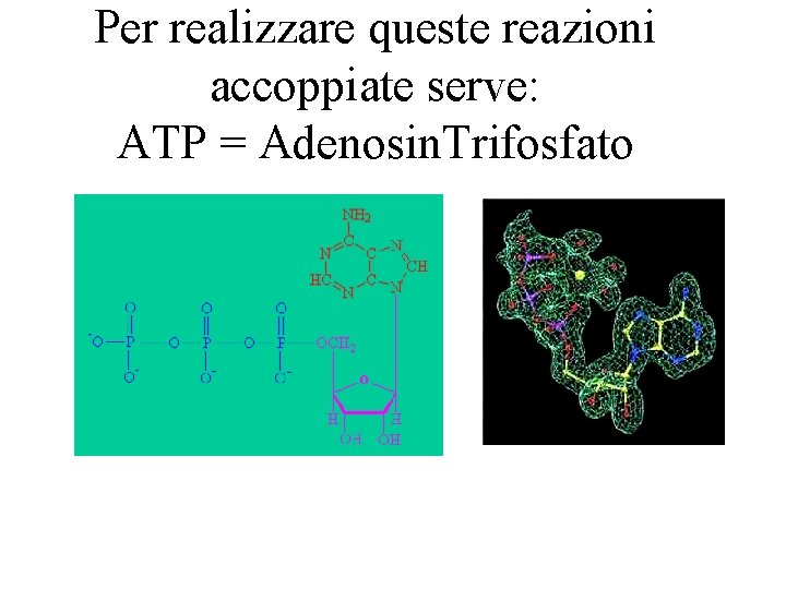 Per realizzare queste reazioni accoppiate serve: ATP = Adenosin. Trifosfato 
