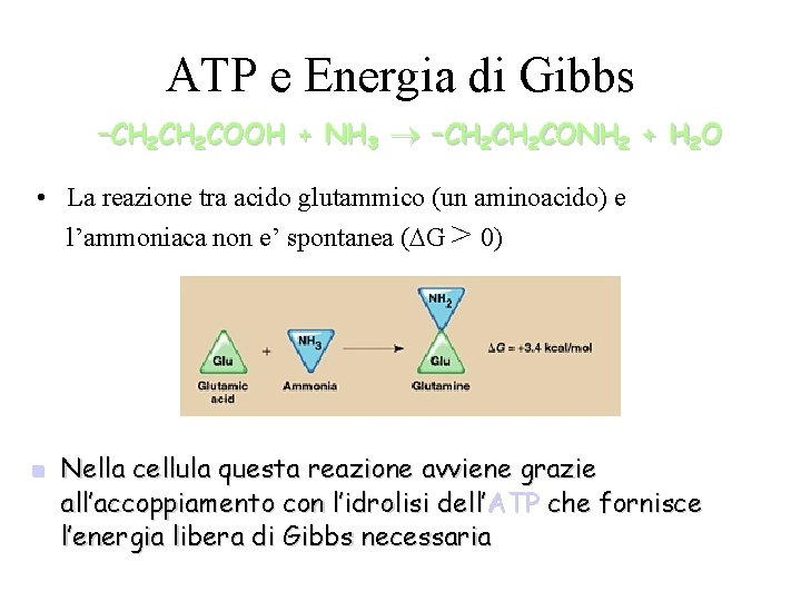 ATP e Energia di Gibbs –CH 2 COOH + NH 3 –CH 2 CONH