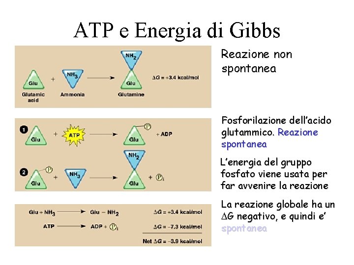 ATP e Energia di Gibbs Reazione non spontanea Fosforilazione dell’acido glutammico. Reazione spontanea L’energia