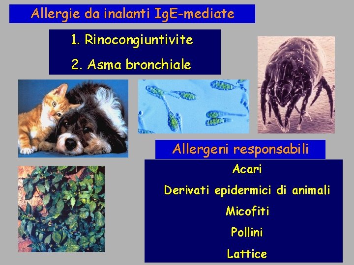 Allergie da inalanti Ig. E-mediate 1. Rinocongiuntivite 2. Asma bronchiale Allergeni responsabili Acari Derivati