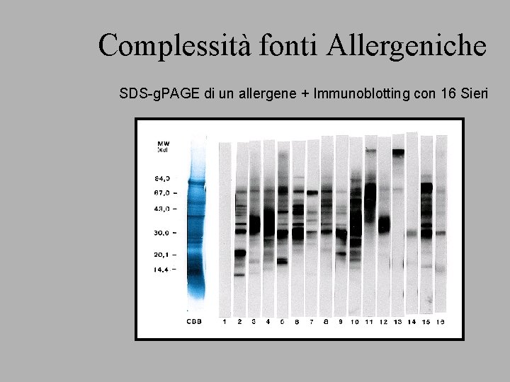 Complessità fonti Allergeniche SDS-g. PAGE di un allergene + Immunoblotting con 16 Sieri 