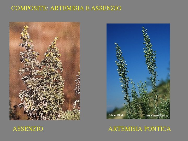 COMPOSITE: ARTEMISIA E ASSENZIO ARTEMISIA PONTICA 