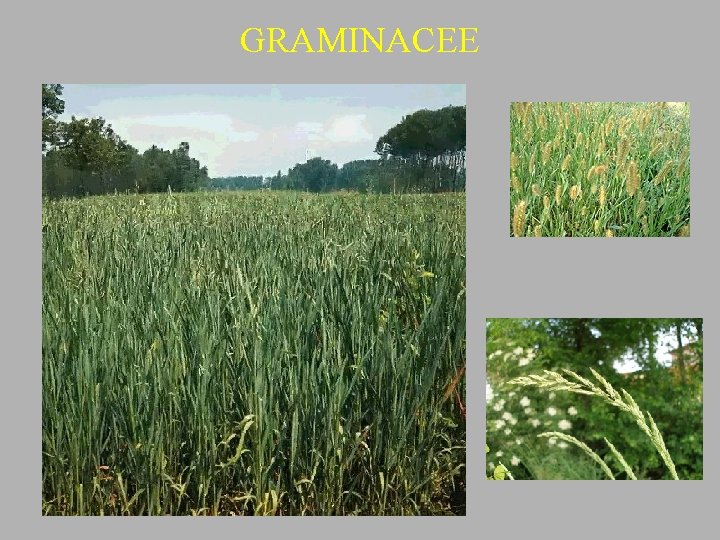 GRAMINACEE 