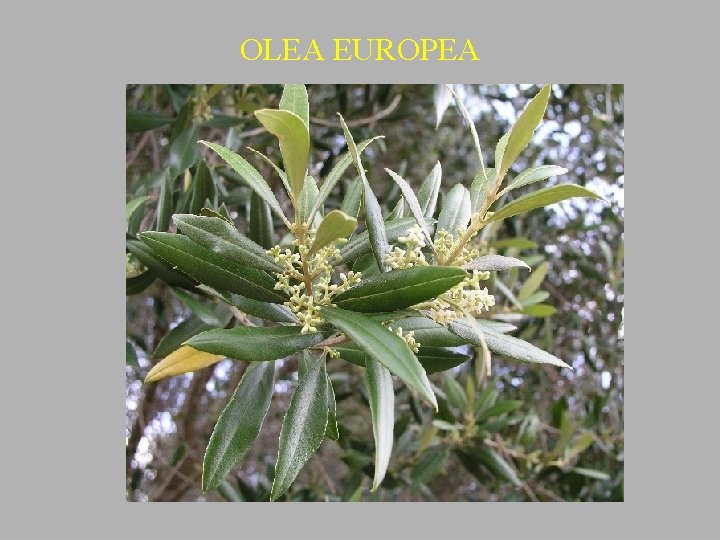 OLEA EUROPEA 