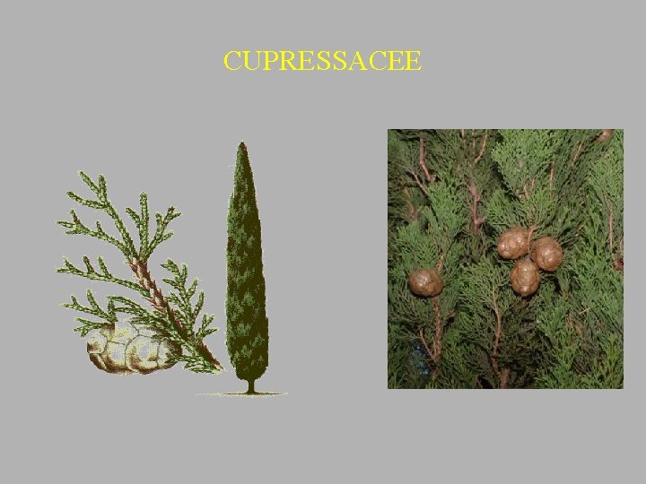 CUPRESSACEE 