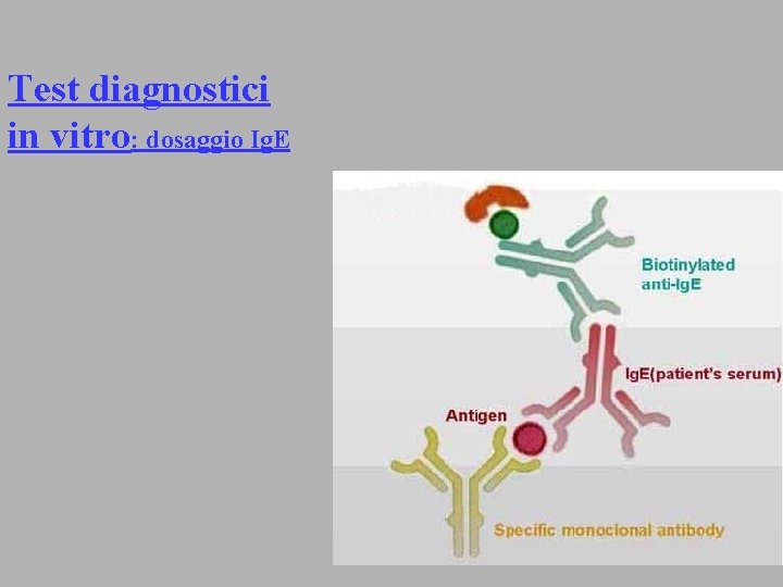 Test diagnostici in vitro: dosaggio Ig. E 